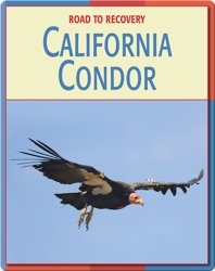 Road To Recovery: California Condor