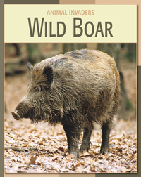 Animal Invaders: Wild Boar
