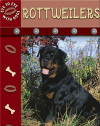 Eye To Eye With Dogs: Rottweilers
