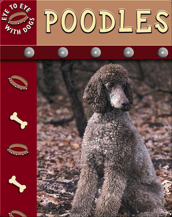 Eye To Eye With Dogs: Poodles