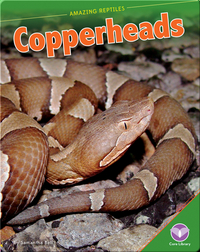 Amazing Reptiles: Copperheads