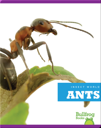 Insect World: Ants