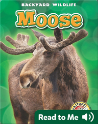 Backyard Wildlife: Moose
