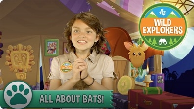 All About Bats!