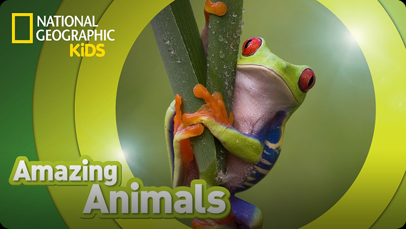 Amazing Animals Red Eyed Tree Frog Video Discover Fun And Educational Videos That Kids Love Epic Children S Books Audiobooks Videos More