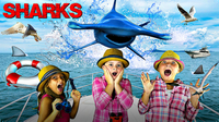 Learn About Sharks for Kids | Fun Facts About Hammerhead Sharks!