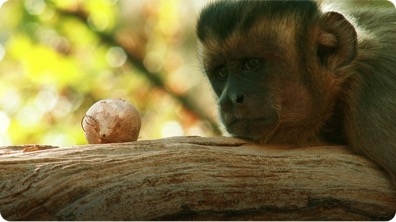 Capuchins Use Stones as Tools to Crack Nuts
