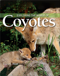 Exploring the World of Coyotes