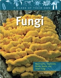 Fungi: Mushrooms, Toadstools, Molds, Yeasts, and other Fungi