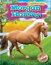 Saddle Up!: Morgan Horses