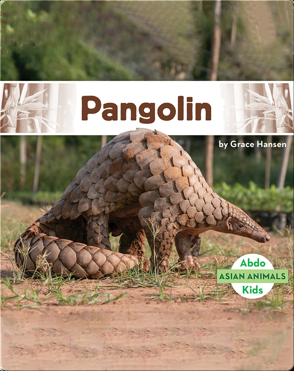 Asian Animals: Pangolin