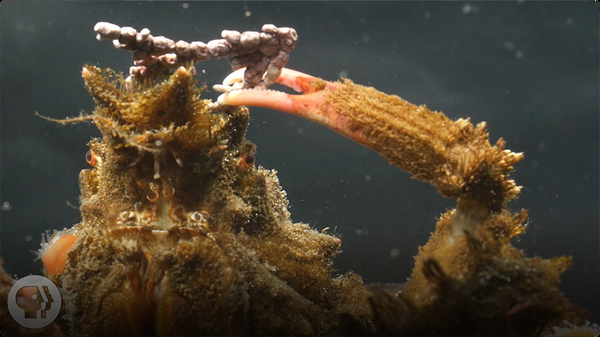 Decorator Crabs Make High Fashion at Low Tide