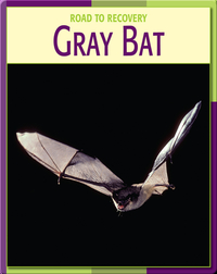 Road To Recovery: Gray Bat