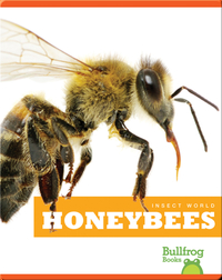 Insect World: Honeybees