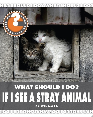 What Should I Do? If I See a Stray Animal