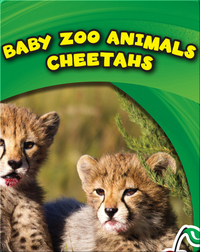 Baby Zoo Animals: Cheetahs