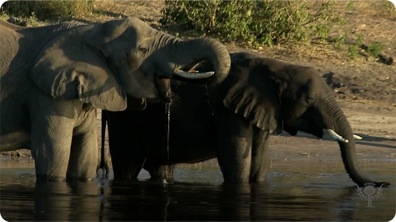 Did You Know: Elephants