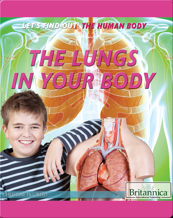 The Lungs in Your Body