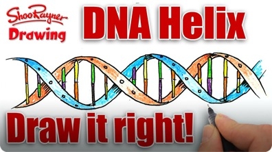 How to Draw the DNA Helix Correctly!