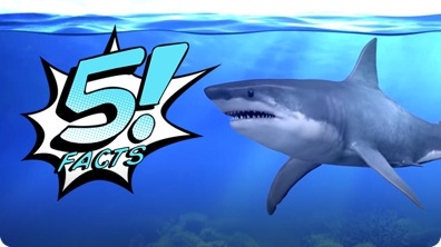 5 Facts About Sharks That Will Make Your JAWS Drop | 5 FACTS