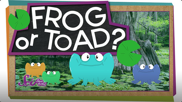 SciShow Kids: Frog or Toad?