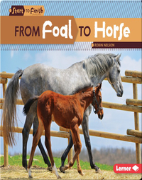 From Foal to Horse