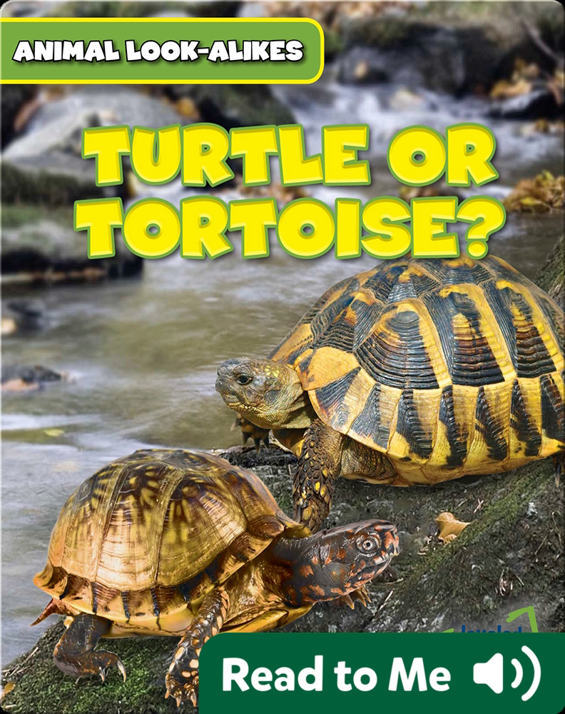 Turtle or Tortoise? Children's Book by Rob Ryndak | Discover Children's ...