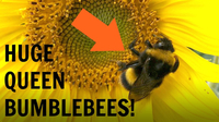 Huge Queen Bumblebees!