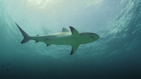 Sharks are Sensitive to Magnetic Energy