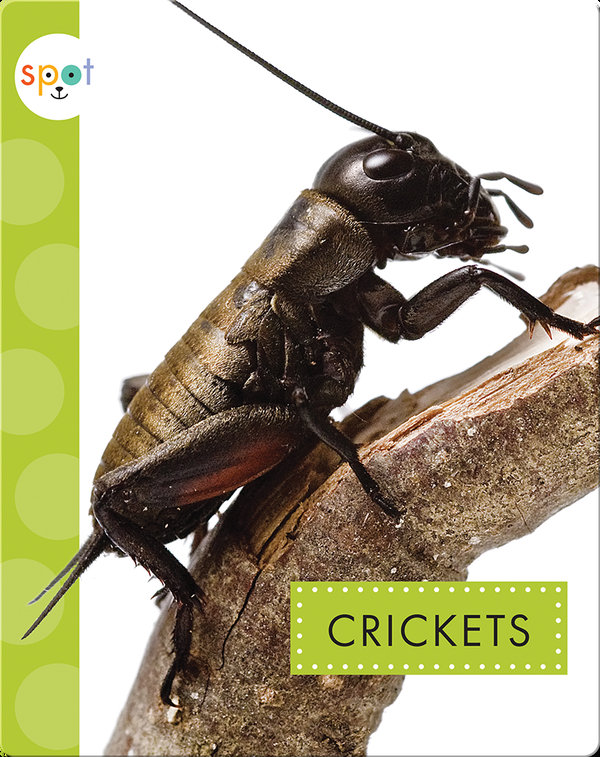 Creepy Crawlies: Crickets