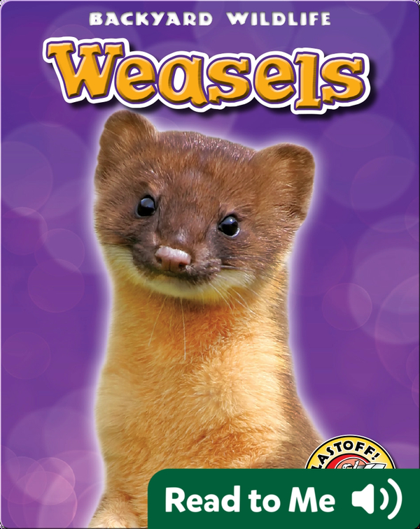 Weasels: Backyard Wildlife Children's Book by Megan Borgert-Spaniol ...