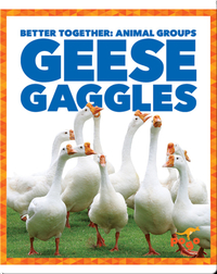 Geese Gaggles