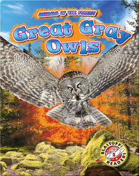 Animals of the Forest: Great Gray Owls