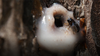 Deep Look: It’s a Goopy Mess When Pines and Beetles Duke it Out