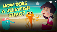 The Dr. Binocs Show: How Does A Jellyfish Sting?