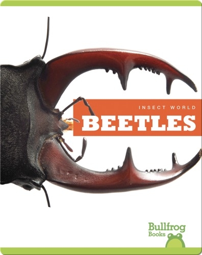 Insect World: Beetles