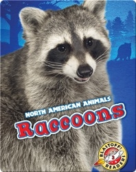 North American Animals: Raccoons