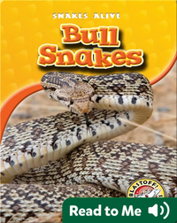 Bull Snakes