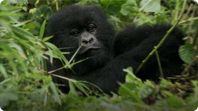Baby Gorilla Bamboo Feast - Mountain Gorilla