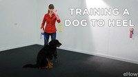 Training a Dog to Heel | Teacher's Pet With Victoria Stilwell