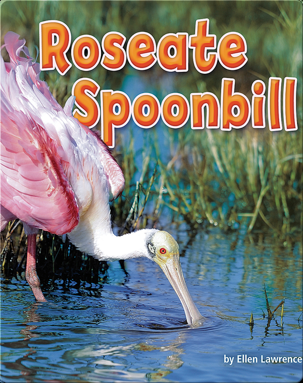 Roseate Spoonbill