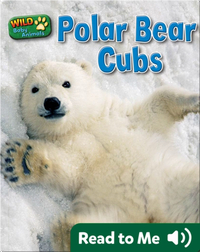 Polar Bear Cubs