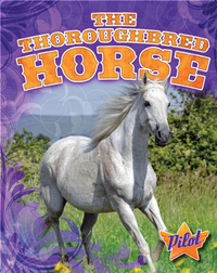 The Thoroughbred Horse