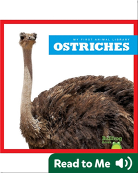 My First Animal Library: Ostriches