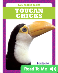 Rain Forest Babies: Toucan Chicks