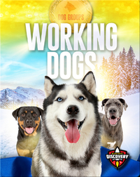 Dog Groups: Working Dogs