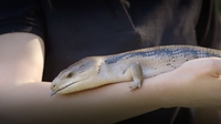 What Has a Thick Tail, Shiny Scales, a Blinking Eye, and a Blue Tongue?