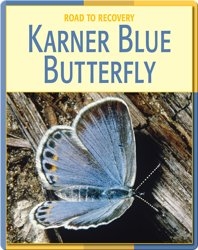 Road To Recovery: Karner Blue Butterfly