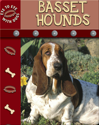 Eye To Eye With Dogs: Basset Hounds