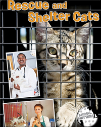 Rescue And Shelter Cats